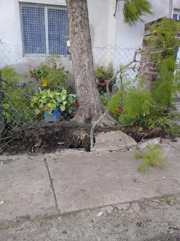 3asistencia arboles ciclon santa elena 1