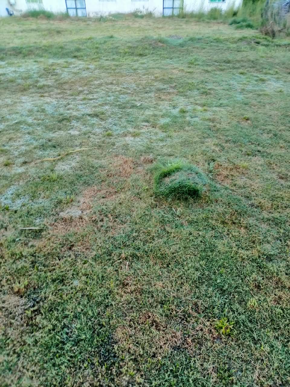 La helada en Colonia Avellaneda