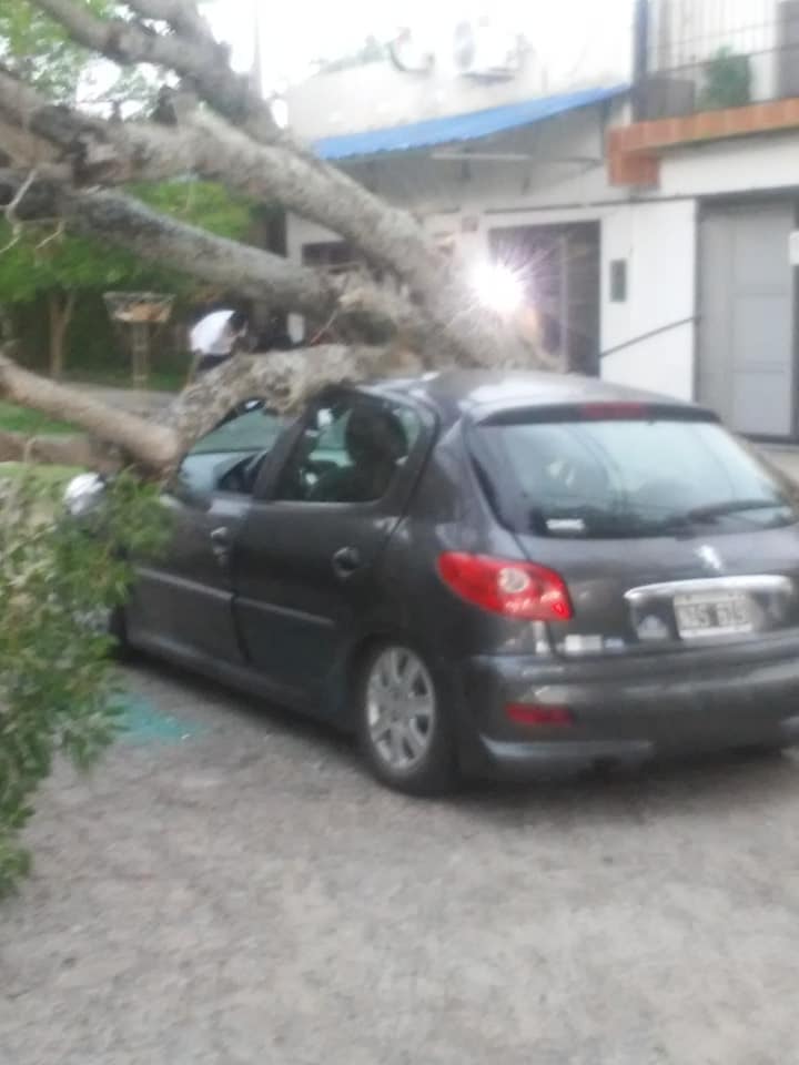 AutoArbol