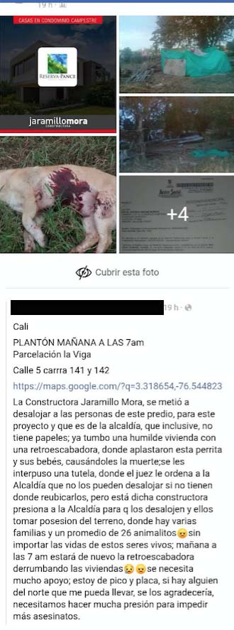 FOTO PERRITO MUERTO FAKE NEWS