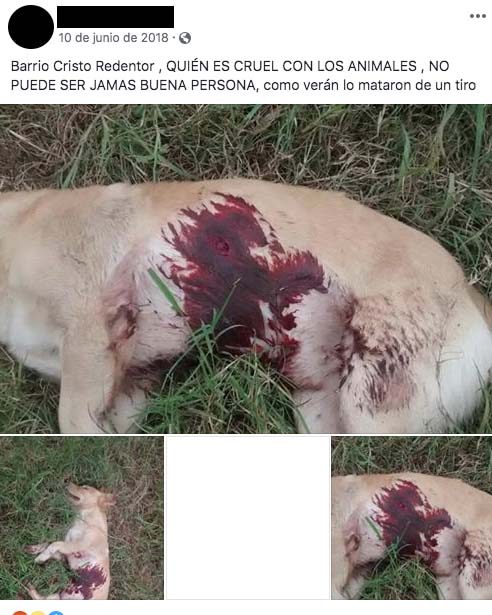 PERFIL ORIGINAL PERRITO PANCE