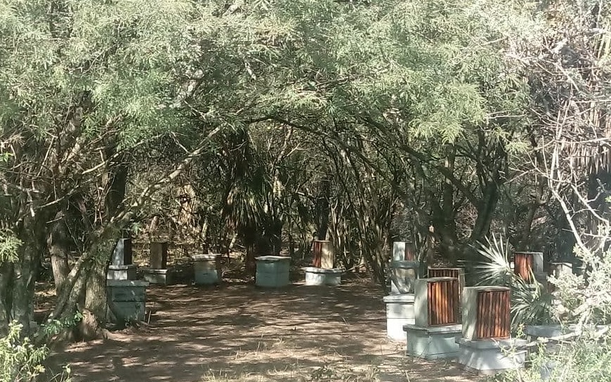 alzas y colmenas abejas miel la paz feliciano