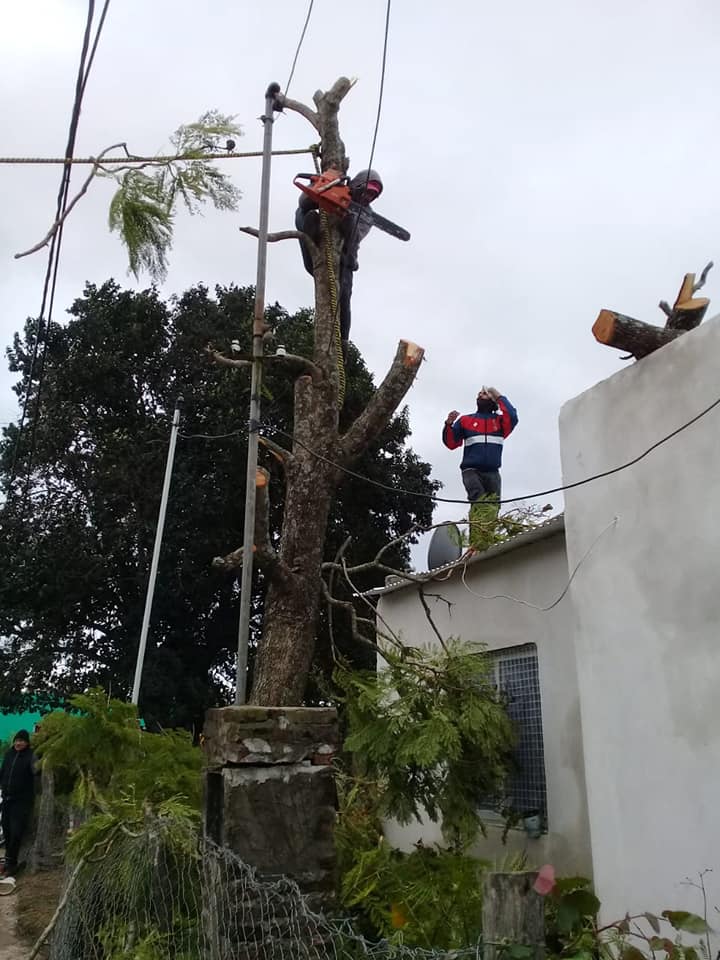 asistencia arboles ciclon santa elena 1