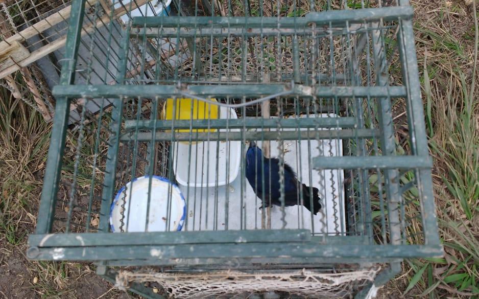 aves 2