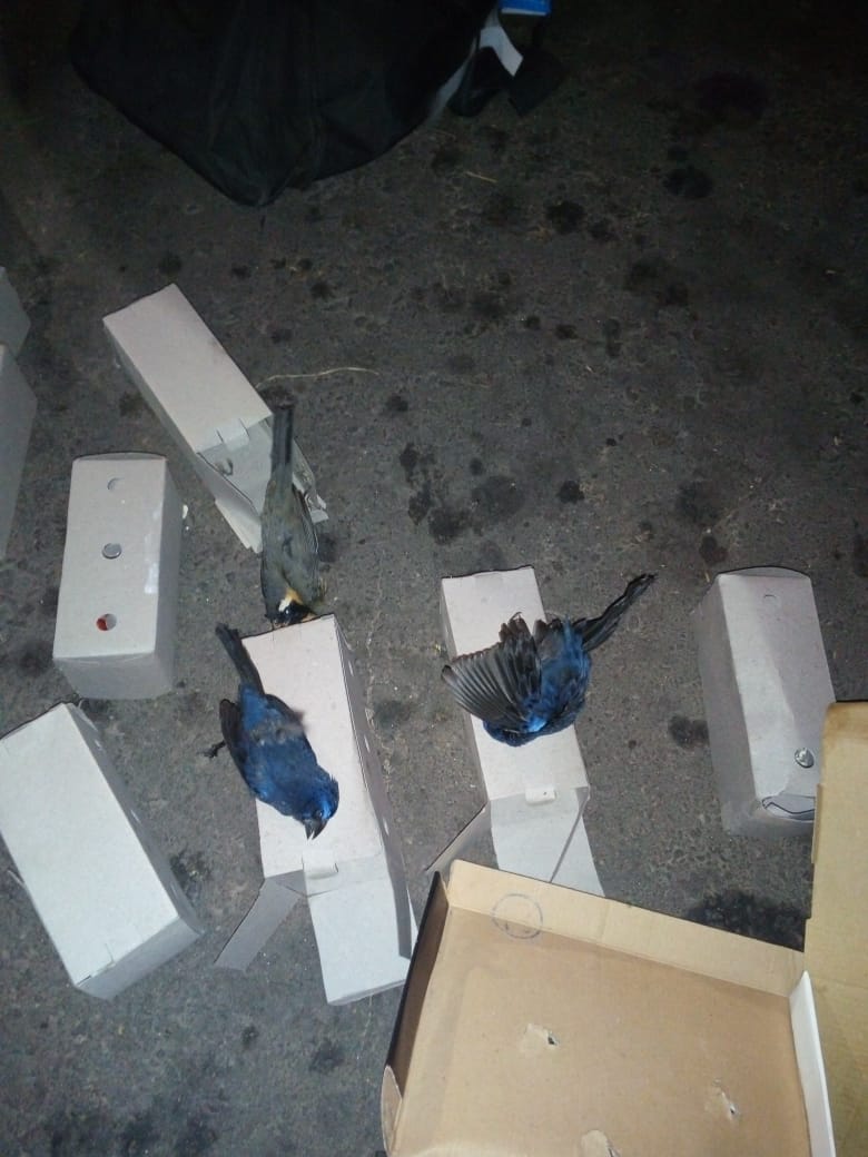 aves muertas 2 paso telegrafo ruta 12