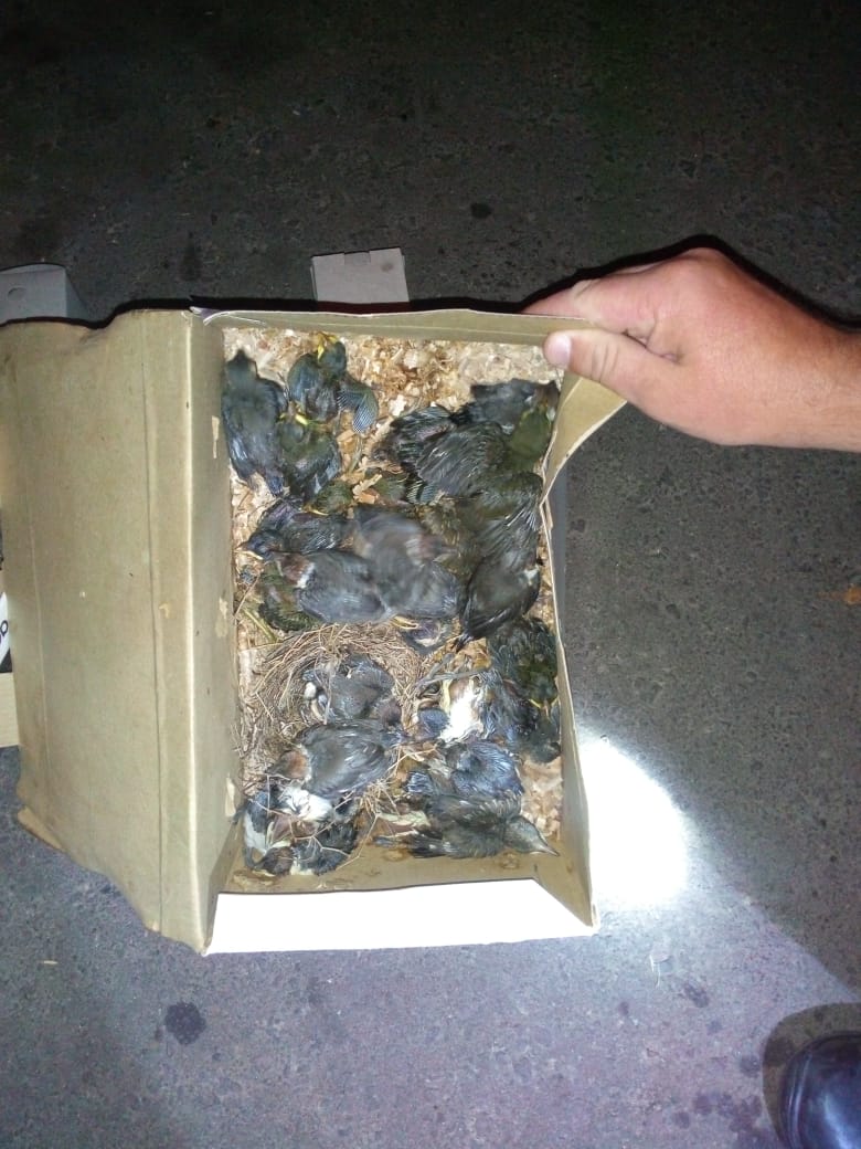 aves muertas paso telegrafo ruta 12