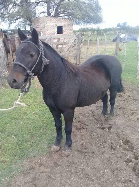 caballo robado o perdido