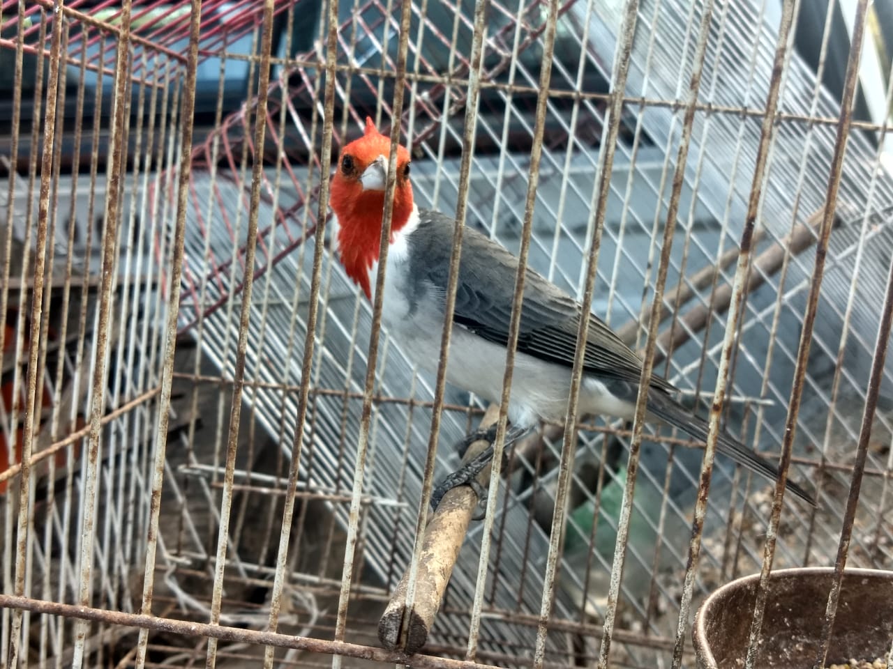cardenal