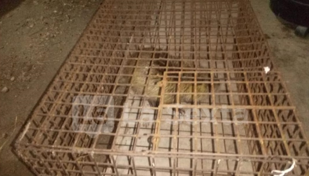 nutria jaula 2