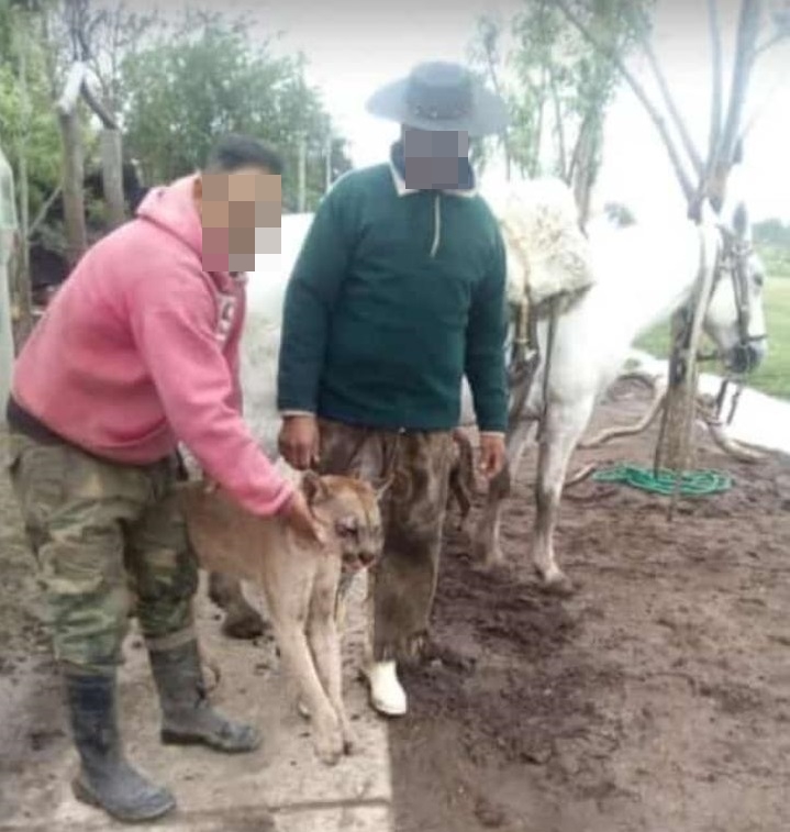 ok puma 2 el quebracho 2