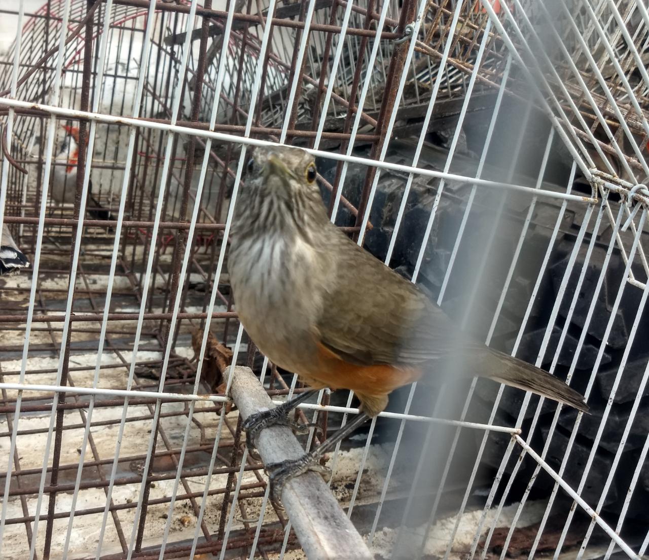 pajaro