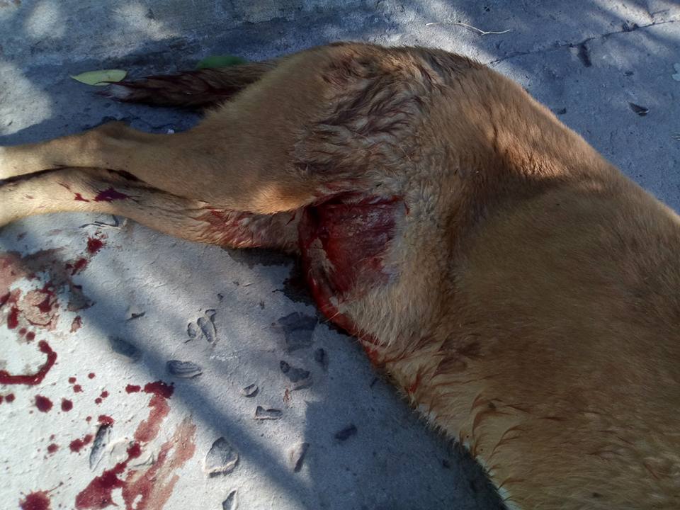 perro apuñalado 2