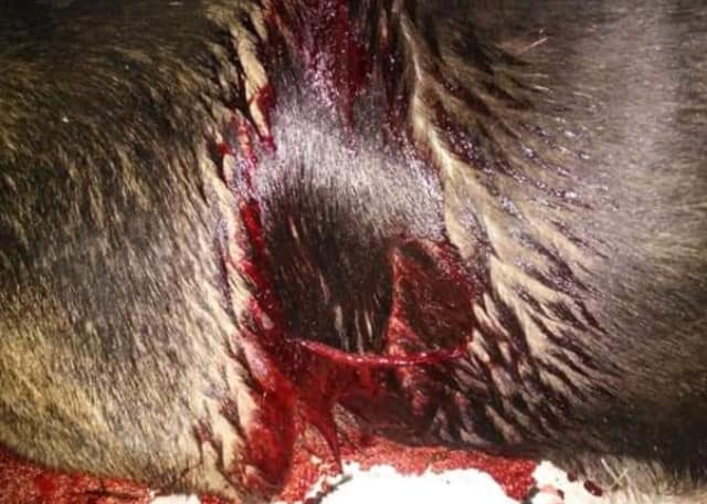perro herido 120 viviendas santa elena 2