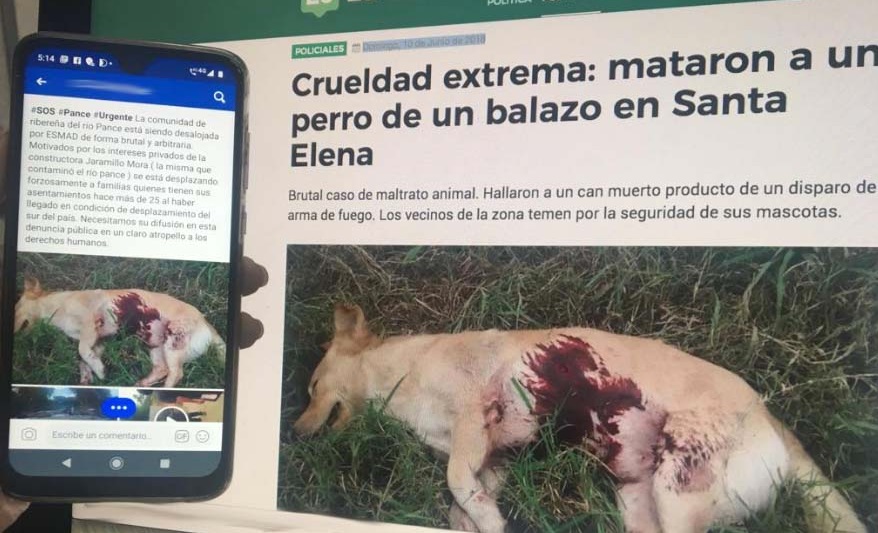 perro santa elena fake colombia