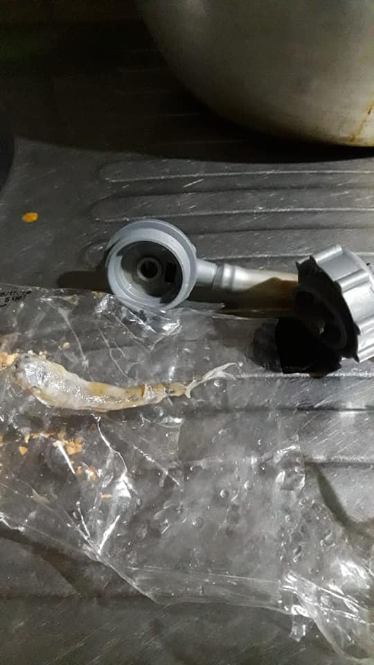 pez agua santa elena 3