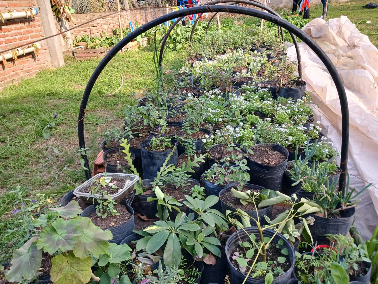 plantas curso huerta la paz