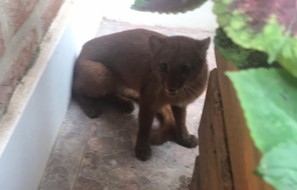 puma yaguarundi la sexta