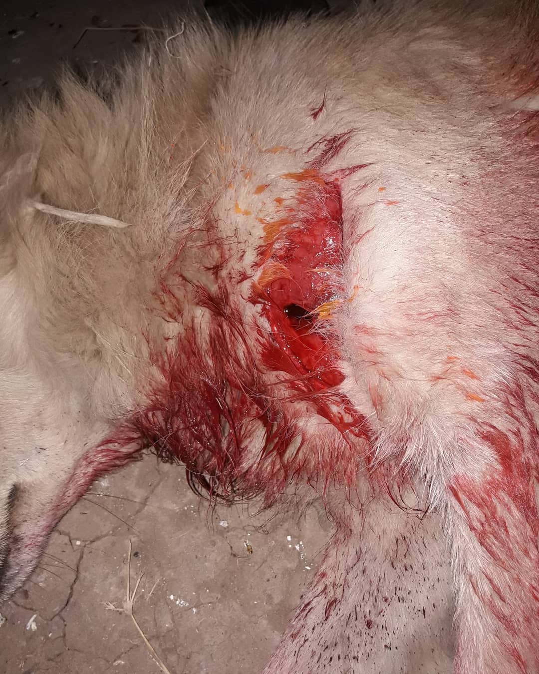 puñal perro santa elena