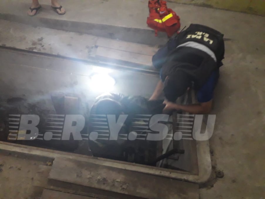 rescate de perro brysu