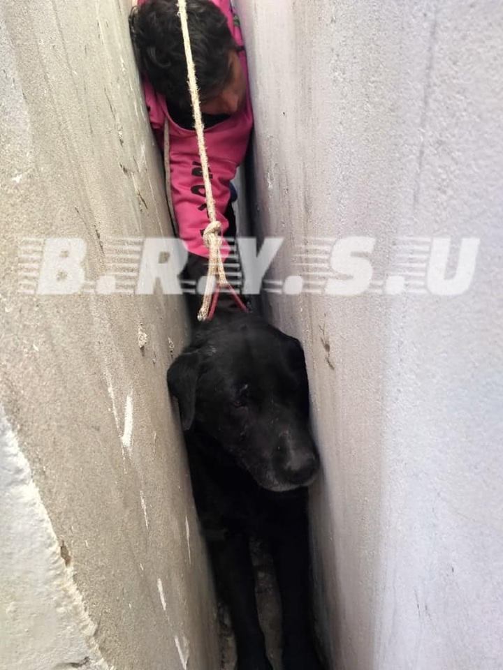 rescate perro 1