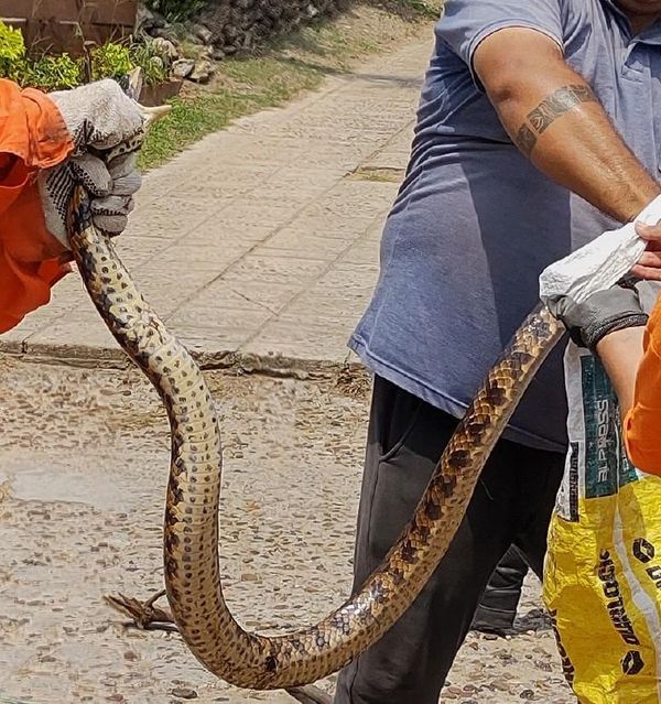 serpiente rescatada en santa elena 4 2 22